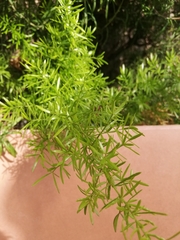 Asparagus