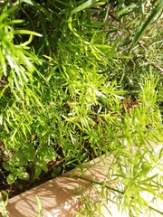 Asparagus