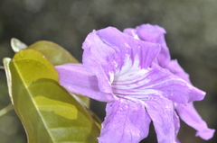 Bignonia binata