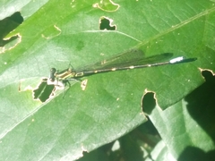 Argia sedula