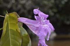 Bignonia binata