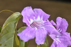 Bignonia binata