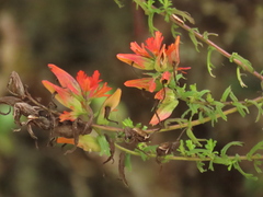 Castilleja fissifolia