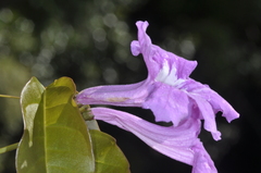 Bignonia binata