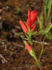 Castilleja integrifolia