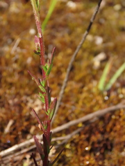 Castilleja integrifolia