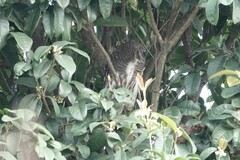 Glaucidium cuculoides