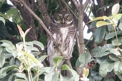 Glaucidium cuculoides