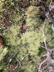 Hylocomium splendens