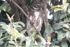 Glaucidium cuculoides