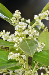 Ilex affinis