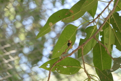 Ficus amplissima