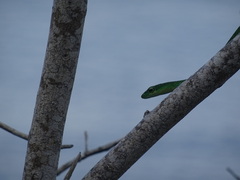 Philothamnus punctatus