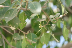 Ficus amplissima
