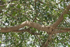Ficus amplissima