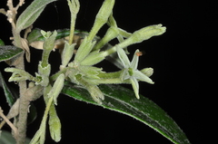Cestrum strigilatum