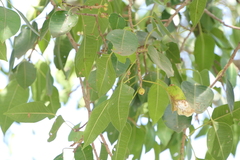 Ficus amplissima