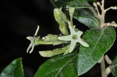 Cestrum strigilatum