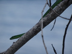 Philothamnus punctatus