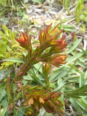 Gnidia juniperifolia