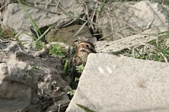 Gallinago