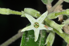 Cestrum strigilatum