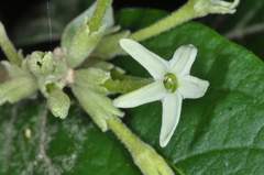 Cestrum strigilatum