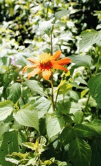 Dahlia coccinea