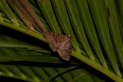Speiredonia spectans