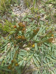 Gnidia juniperifolia