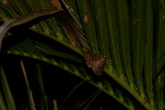 Speiredonia spectans