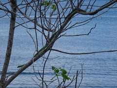 Philothamnus punctatus