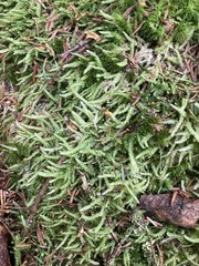 Plagiothecium curvifolium