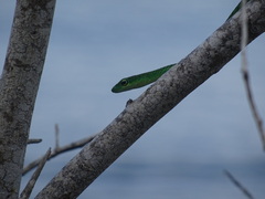 Philothamnus punctatus