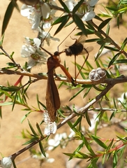 Harpobittacus australis