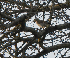 Gymnoris superciliaris