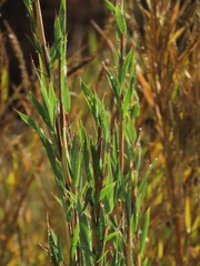 Chusquea tessellata