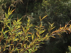 Chusquea tessellata