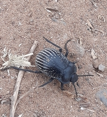 Gyriosomus