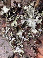 Platismatia tuckermanii