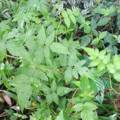Rubus rosifolius