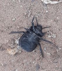 Gyriosomus