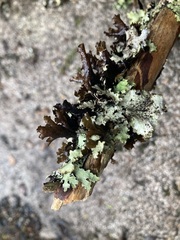 Platismatia tuckermanii