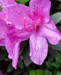 Rhododendron indicum