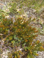 Gnidia juniperifolia