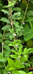 Lippia alba