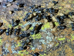 Polyrhachis schistacea