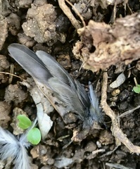 Curruca melanocephala