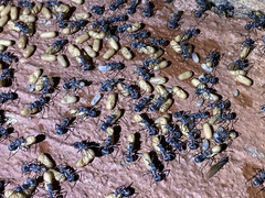 Polyrhachis schistacea