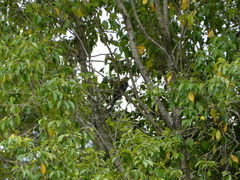 Platycercus adscitus